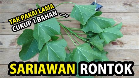 Cara Sembuhkan Sariawan Dengan Bahan ALAMI Ini YouTube