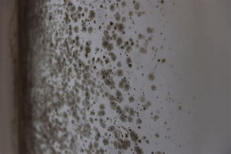 Mold At Home Signs Causes And How To Get Rid Of It Mold Restoration