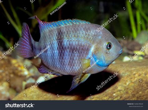 Cryptoheros Sajica Tbar Cichlid Sajica Cichlid Stock Photo 1640678539