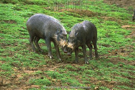 Bearded Pig stock photo - Minden Pictures