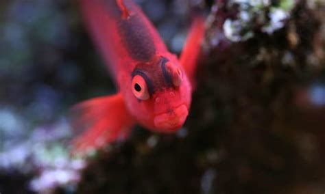 Flame Hawkfish Care Guide - Are They For You? - Salt Tank Report