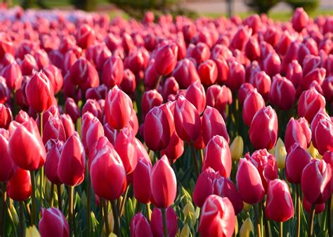 Tulips How To Plant Grow And Care For Tulip Flowers The Old Farmers Almanac