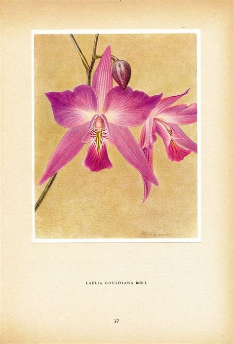 Pink Laelia Gouldiana Orchid Print 1953 Small Exotic Botanical Wall