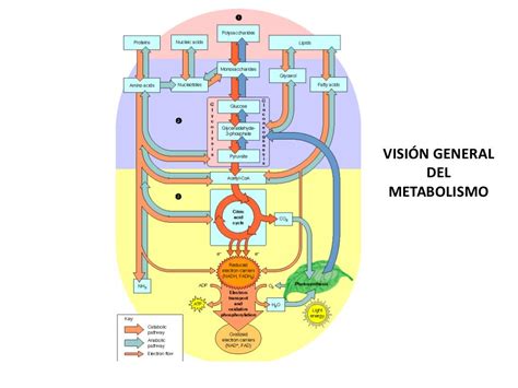 Vias Metabolicas Integradas Rutas Metabolicas Metabolismo Biologia Images