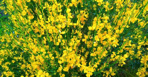 Munablom: GINESTRA