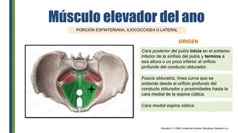 Anatomia Del Perine Que Incluyen Generalidades Sobre El Perin