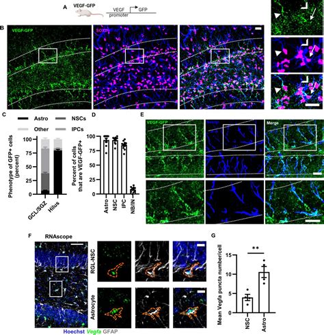 Autocrine Vegf Drives Neural Stem Cell Proximity To The Adult