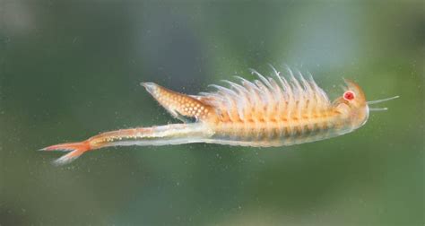 branchinecta longiantenna earthcom