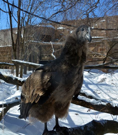 Baby Andean Condor Vultur Gryphus Is A South American Bird In The New