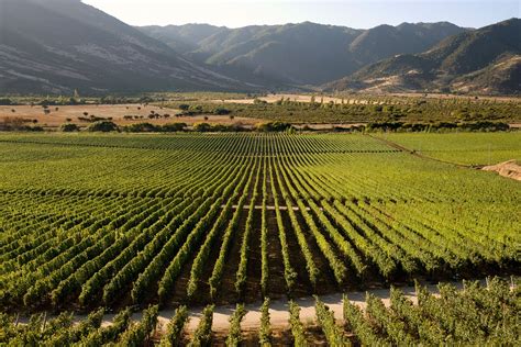 Music Ages Wine In Chiles Colchagua Valley