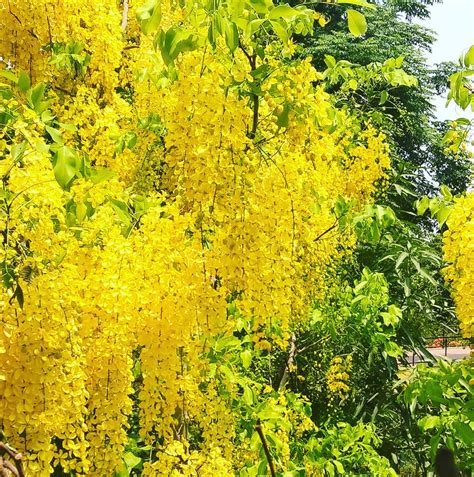 AMALTAS - Nature Nursery - Central India's Biggest Nursery in Indore