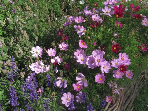 Космея махровая в ландшафтном дизайне (50 фото) - 50 фото