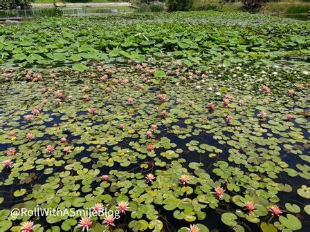 Jerusalem Botanical Garden | Activities and Sites | RollWithASmile