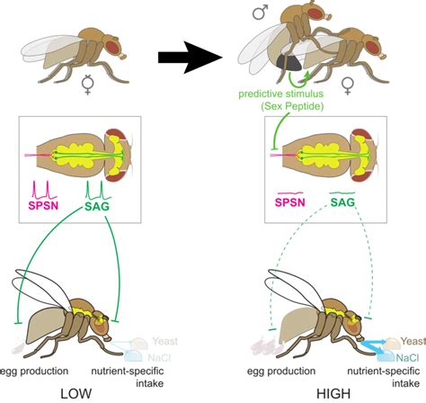 Sex Peptide Stimulates Both Egg Production And Anticipatory