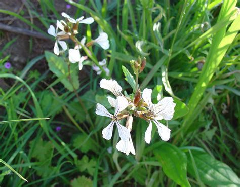 Arugula | Description, Salad, Plant, Nutrition, & Facts | Britannica