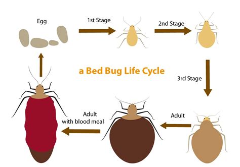 Ciclo De Vida Del Insecto De Cama 132279 Vector En Vecteezy