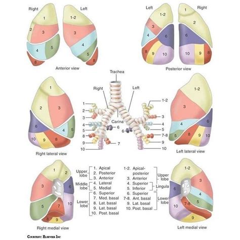 Pin On Pasi N M Dica Lung Anatomy Respiratory Therapist Student