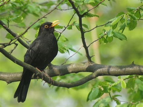 Blackbird - learn its song and calls — Birdsong Academy