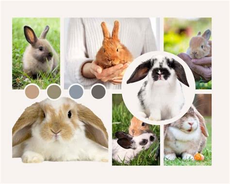 List Of Pet Rabbit Sizes By Breed Small Medium And Large Rabbit Breeds