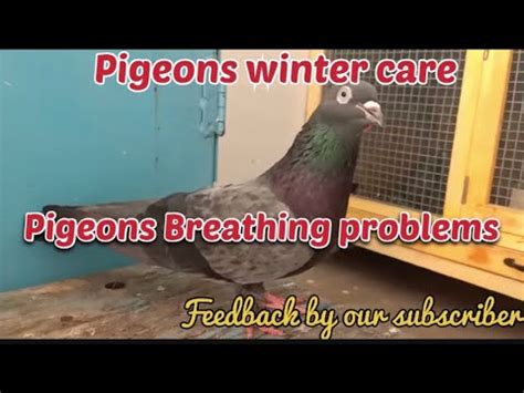 Pigeons Winter Care Guidance Pigeons Chronic Respiratory Problems