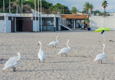 Cisnes Arena Playa Foto Gratis En Pixabay