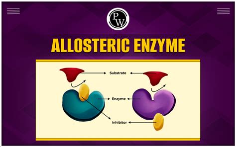 Allosteric Enzyme - Mechanism, Examples, Properties, And Kinetics