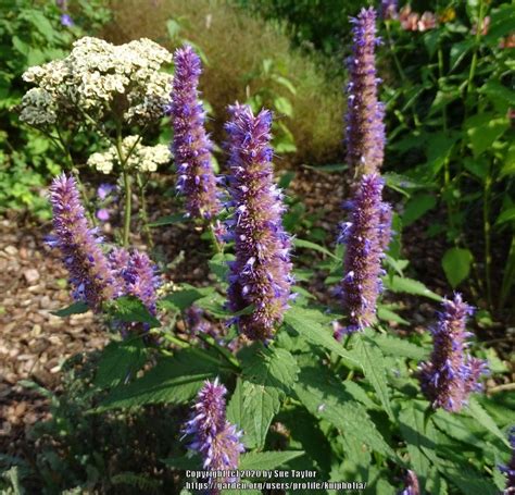 Photo Of The Bloom Of Anise Hyssop Agastache Foeniculum Licorice Blue