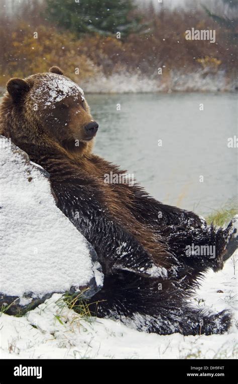 Brown Bear Ursus Arctos Sitting In The Snow Leaning Against A Boulder