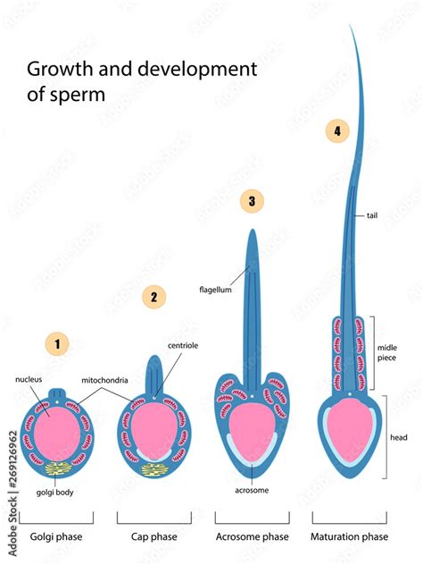 Growth and development of sperm vector ESP10 Stock Vector | Adobe Stock