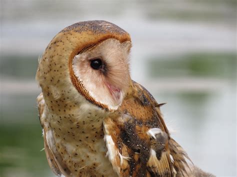 Barn Owls Are Carnivores Owl Brand Discovery Kits