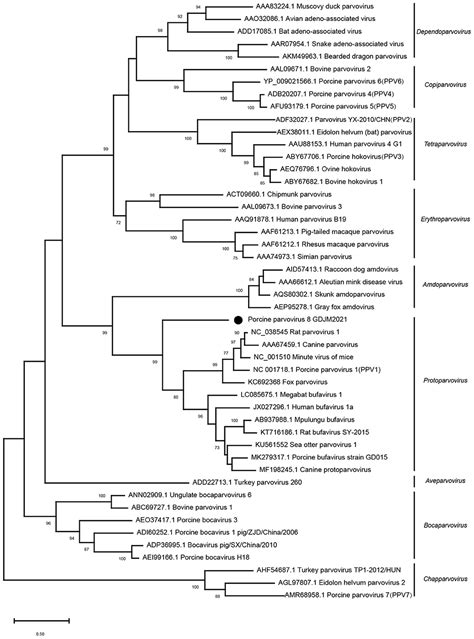 Frontiers Identification And Genomic Characterization Of A Novel