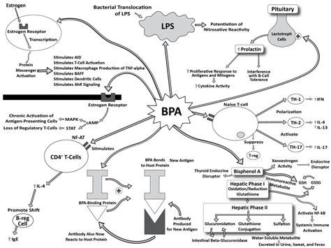 The Effect Of Plastic Products On Autoimmune Disease And Thyroid