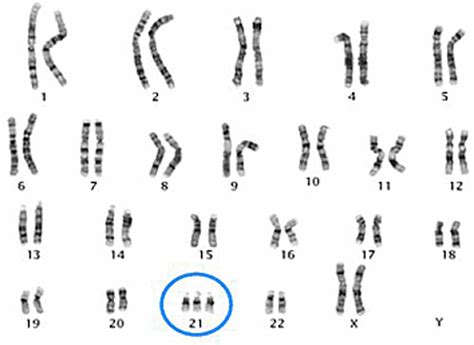 Genetics: The Study of Heredity - MR. SERSHON'S BIOLOGY