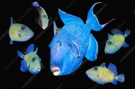 blue triggerfish stock image  science photo library