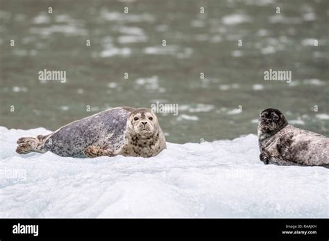 Southeast alaska wildlife hi-res stock photography and images - Alamy