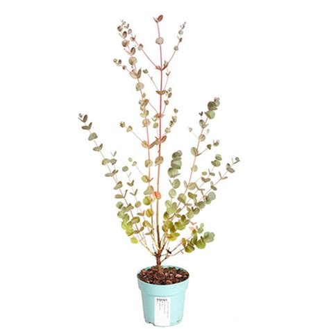 Eucalyptus Gunnii Azura 15cm Gardening Direct