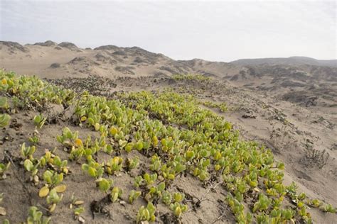 Native Plant Series Pioneer Sand Dunes And Foredunes Morro Bay