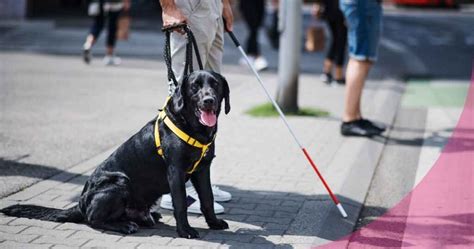 Día Internacional del Perro Guía