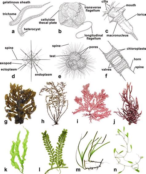 2 Unicellular Organisms Macroalgae And Seagrasses A Blue Green