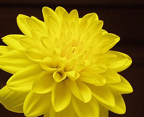 Yellow Dahlia 3