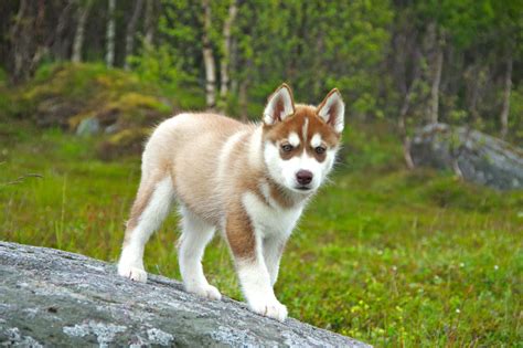 Red Siberian Husky Puppy