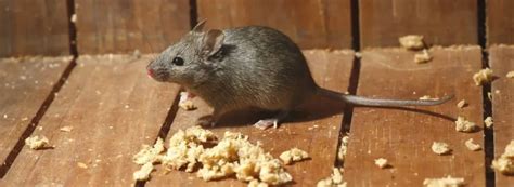 Rodent Pest Control Services In Dubai Bugxen