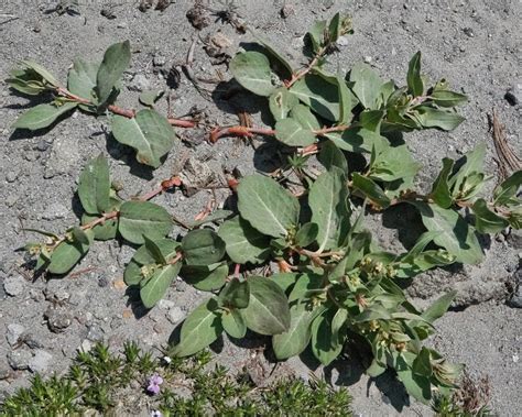 Koenigia Davisiae 10 000 Things Of The Pacific Northwest