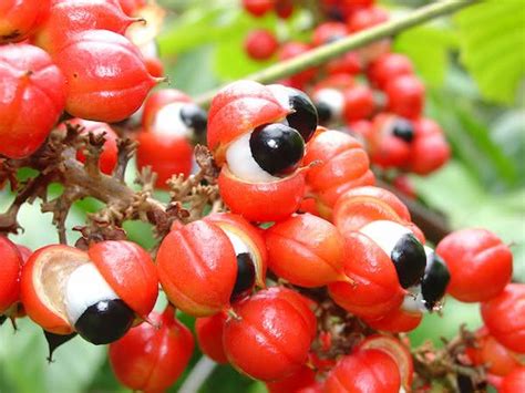 Pó De Guaraná Faz Mal Ao Coração - Guaraná Em Pó Faz Mal? Confira Os Efeitos Colaterais E Como Tomar