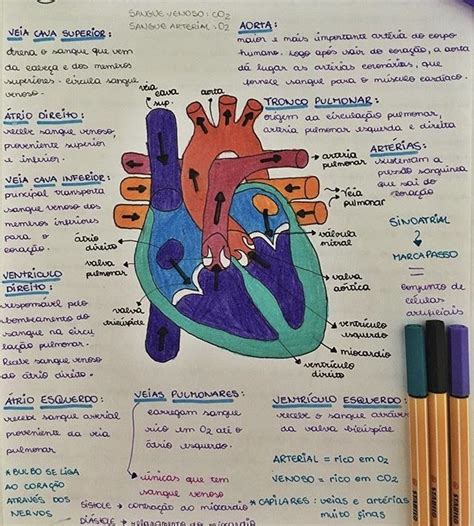 100 Mapas Mentais Sobre Sistema Cardiovascular Artofit