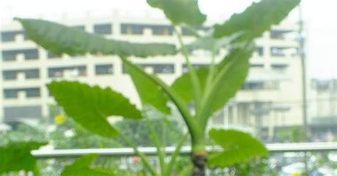 Photography with Dr. Ernie.: Tropical plant with gabi-shaped leaves.