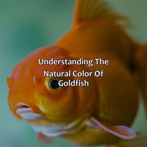 What Color Is A Goldfish - colorscombo.com