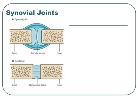 Ppt Overview Of Joint Movements Powerpoint Presentation Free Download Id 1184355