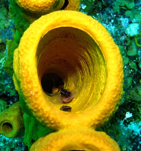 Goby Breeding Research—Free Access Sponsored by MASNA - CORAL Magazine