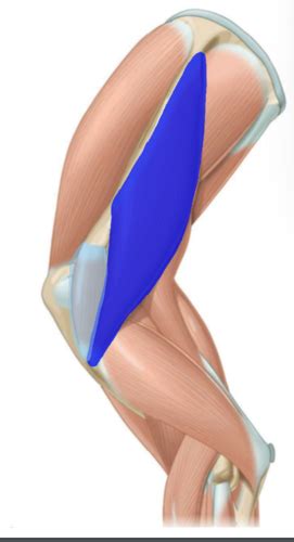 Pas Termine Anat Myo Muscles Du Membre Thoracique Cartes Quizlet